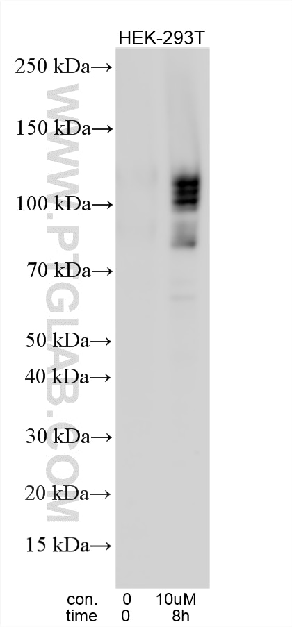 WB analysis using 12936-1-AP (same clone as 12936-1-PBS) Western Blot (WB) analysis of various lysates using NFE2L1 Polyclonal antibody (12936-1-AP)
