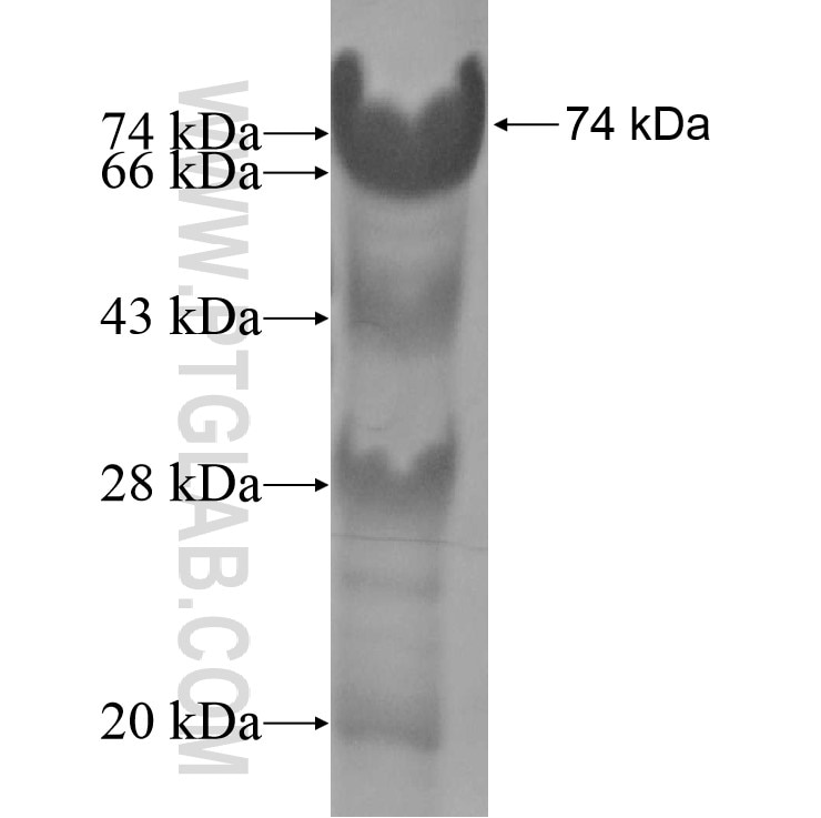 NFE2L1 fusion protein Ag10832 SDS-PAGE