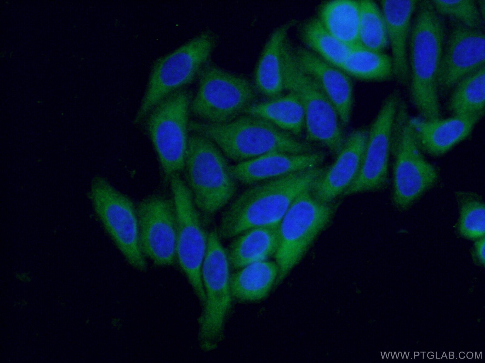 Immunofluorescence (IF) / fluorescent staining of HepG2 cells using NRF2, NFE2L2 Polyclonal antibody (16396-1-AP)