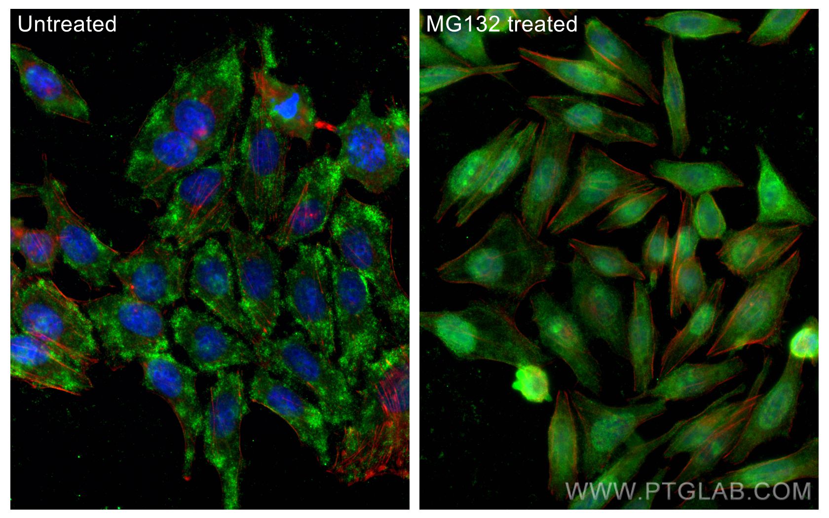 Immunofluorescence (IF) / fluorescent staining of HepG2 cells using NRF2, NFE2L2 Polyclonal antibody (16396-1-AP)