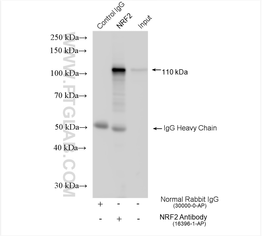 Immunoprecipitation (IP) experiment of HeLa cells using NRF2, NFE2L2 Polyclonal antibody (16396-1-AP)