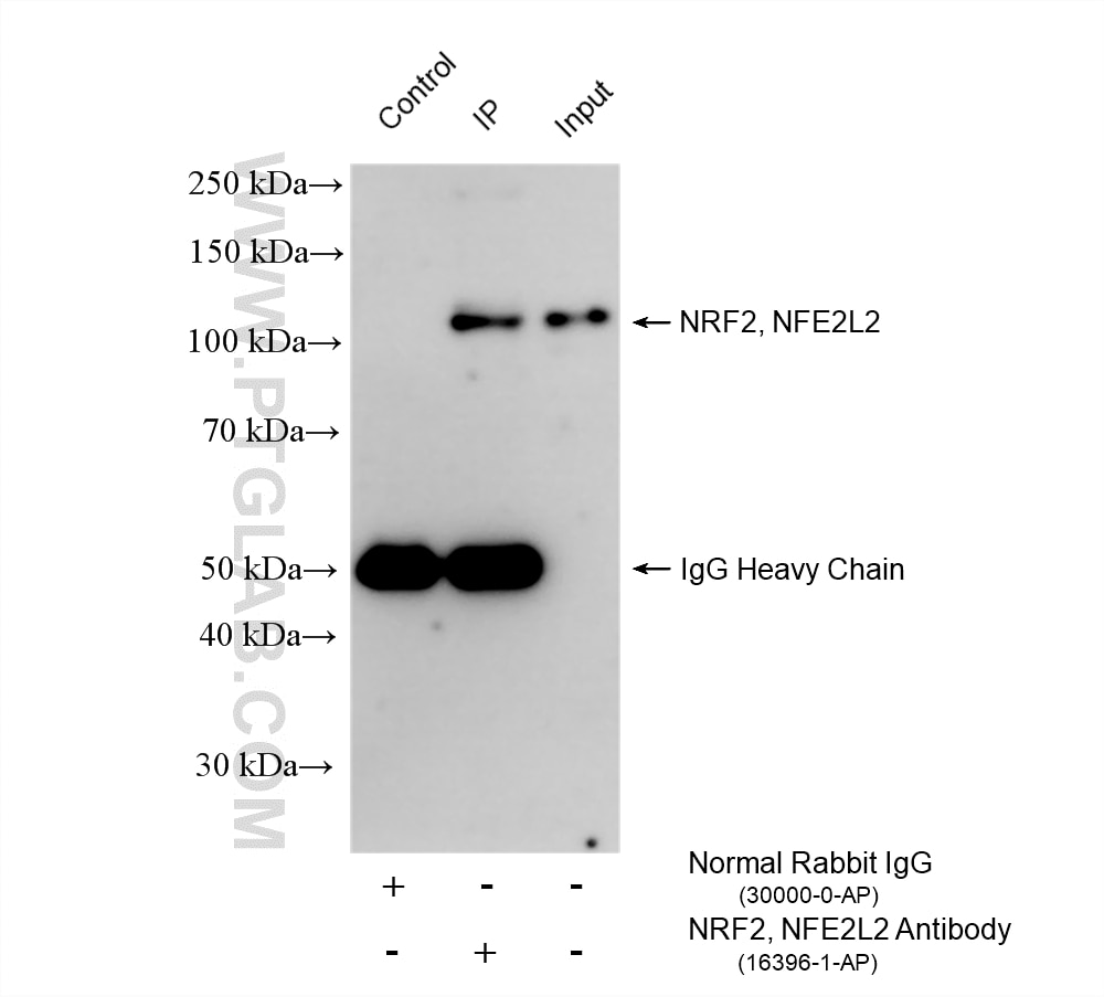 Immunoprecipitation (IP) experiment of HepG2 cells using NRF2, NFE2L2 Polyclonal antibody (16396-1-AP)