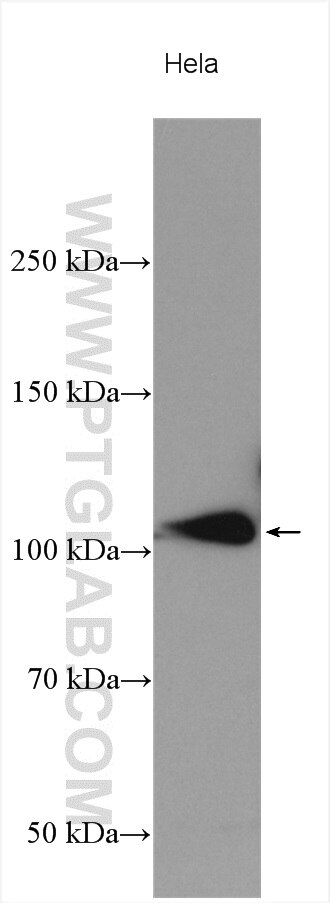 Western Blot (WB) analysis of various lysates using NRF2, NFE2L2 Polyclonal antibody (16396-1-AP)