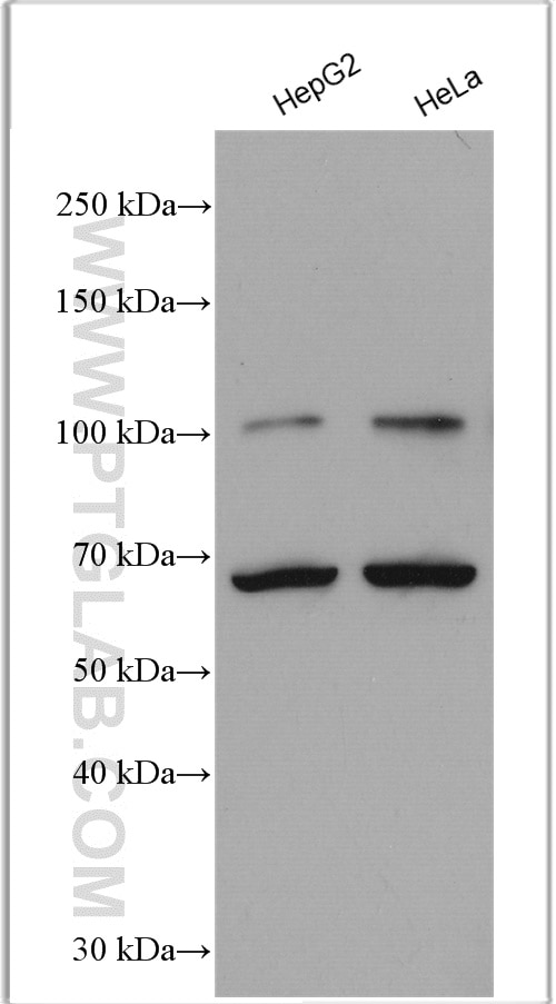 Western Blot (WB) analysis of various lysates using NRF2, NFE2L2 Polyclonal antibody (16396-1-AP)