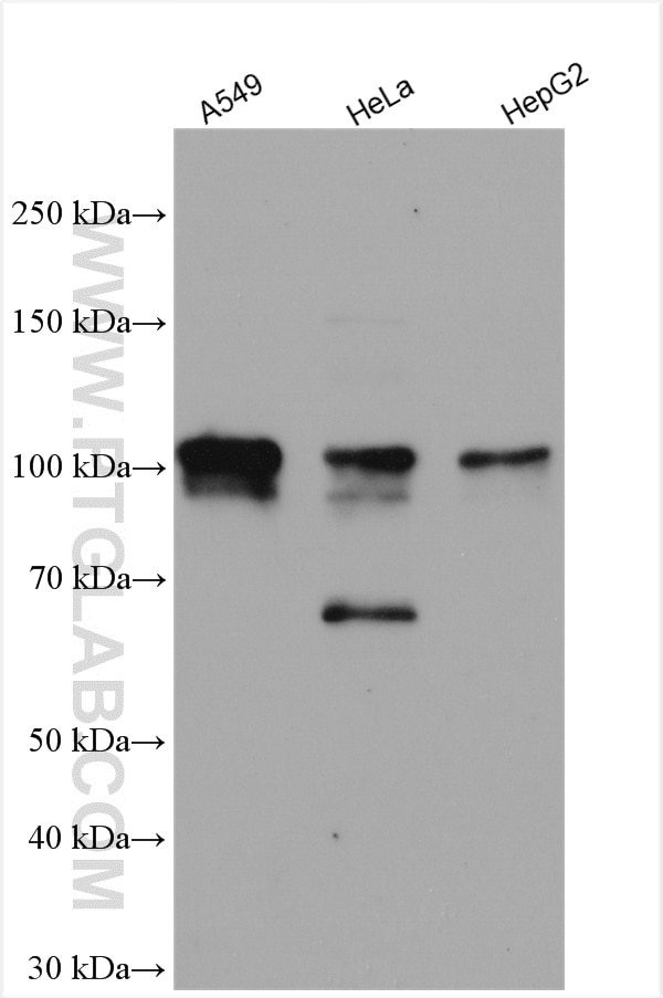 Western Blot (WB) analysis of various lysates using NRF2, NFE2L2 Polyclonal antibody (16396-1-AP)