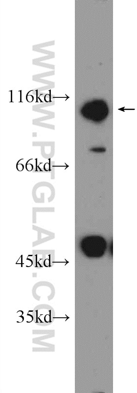 NRF2, NFE2L2 Polyclonal antibody