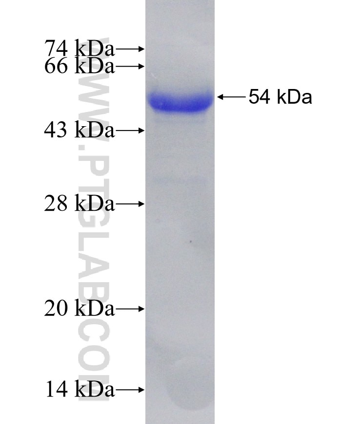 NRF2, NFE2L2 fusion protein Ag9469 SDS-PAGE