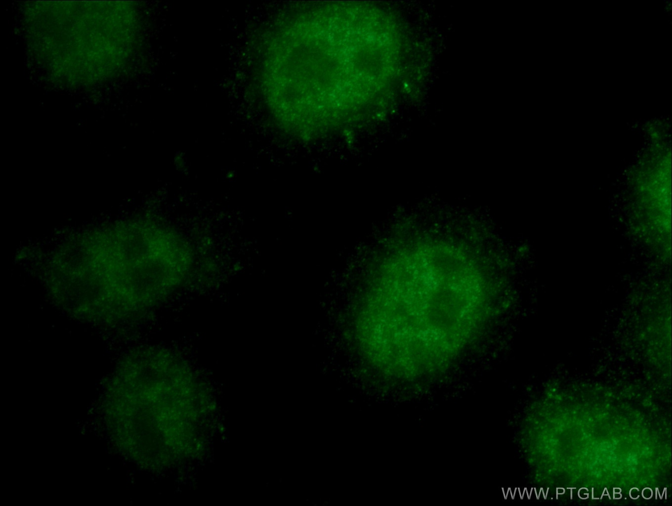 Immunofluorescence (IF) / fluorescent staining of HepG2 cells using NFE2L3 Polyclonal antibody (17745-1-AP)