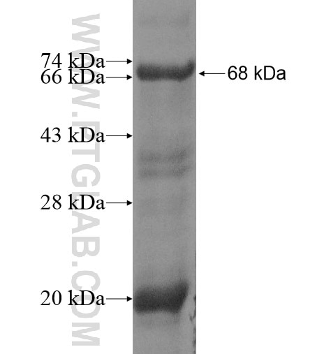 NFE2L3 fusion protein Ag12005 SDS-PAGE
