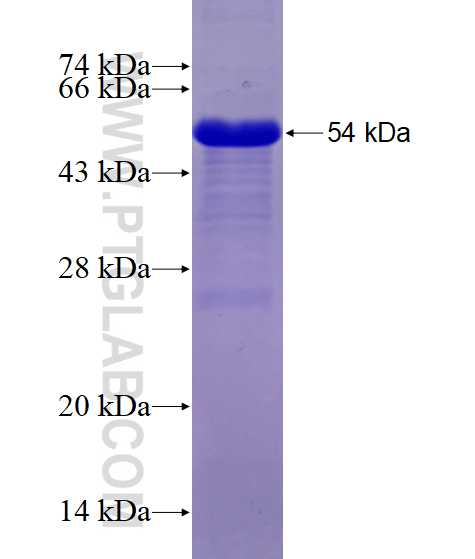 NFE2L3 fusion protein Ag12027 SDS-PAGE