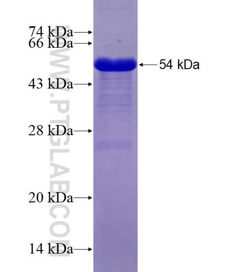 NFE2L3 fusion protein Ag12027 SDS-PAGE