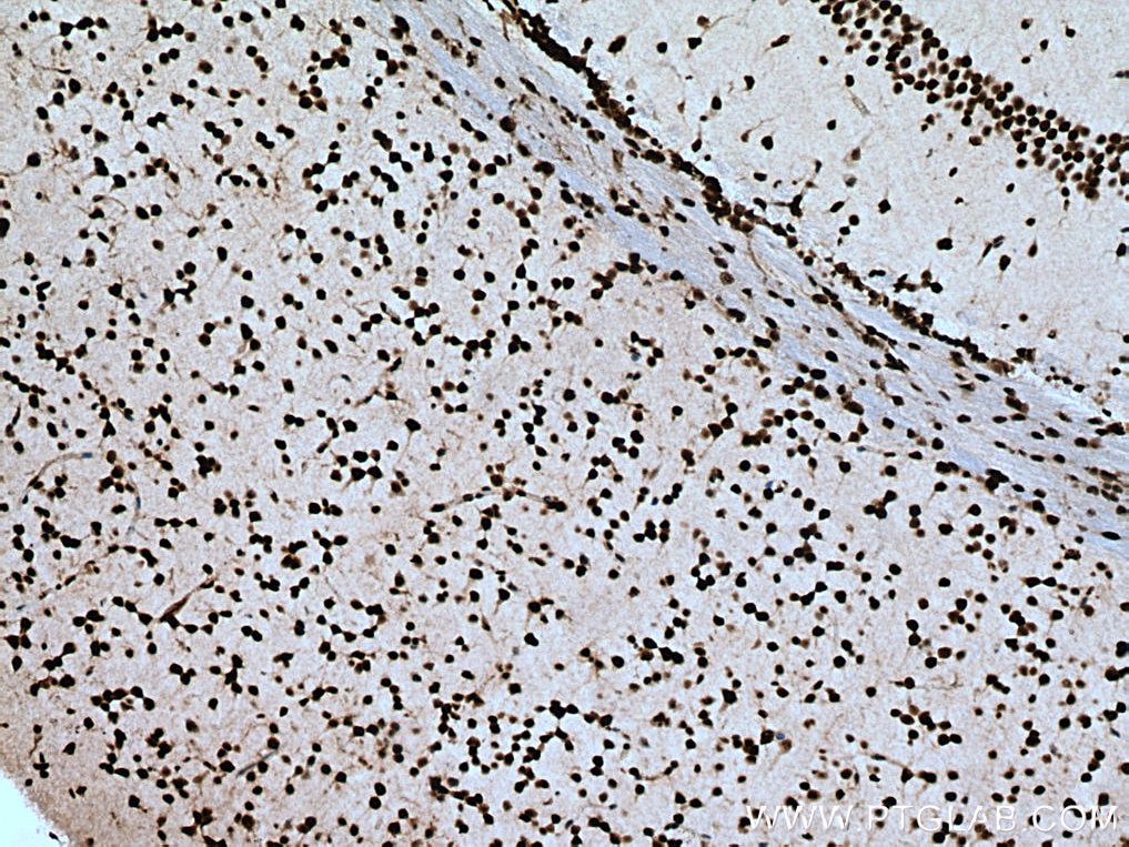 Immunohistochemistry (IHC) staining of mouse brain tissue using NFIA Polyclonal antibody (11750-1-AP)