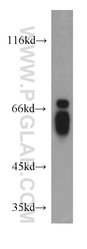 Western Blot (WB) analysis of L02 cells using NFIA Polyclonal antibody (11750-1-AP)