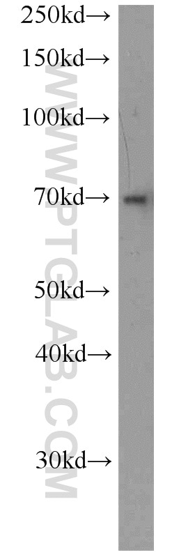 Western Blot (WB) analysis of mouse liver tissue using NFIA Polyclonal antibody (11750-1-AP)