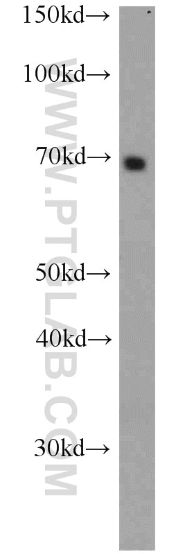 Western Blot (WB) analysis of Jurkat cells using NFIA Polyclonal antibody (11750-1-AP)