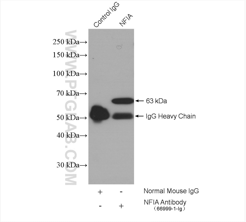 Immunoprecipitation (IP) experiment of HeLa cells using NFIA Monoclonal antibody (66999-1-Ig)
