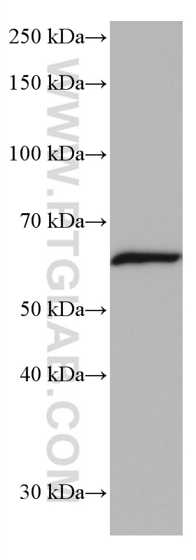 Western Blot (WB) analysis of HeLa cells using NFIA Monoclonal antibody (66999-1-Ig)