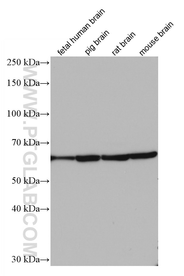 Western Blot (WB) analysis of various lysates using NFIA Monoclonal antibody (66999-1-Ig)