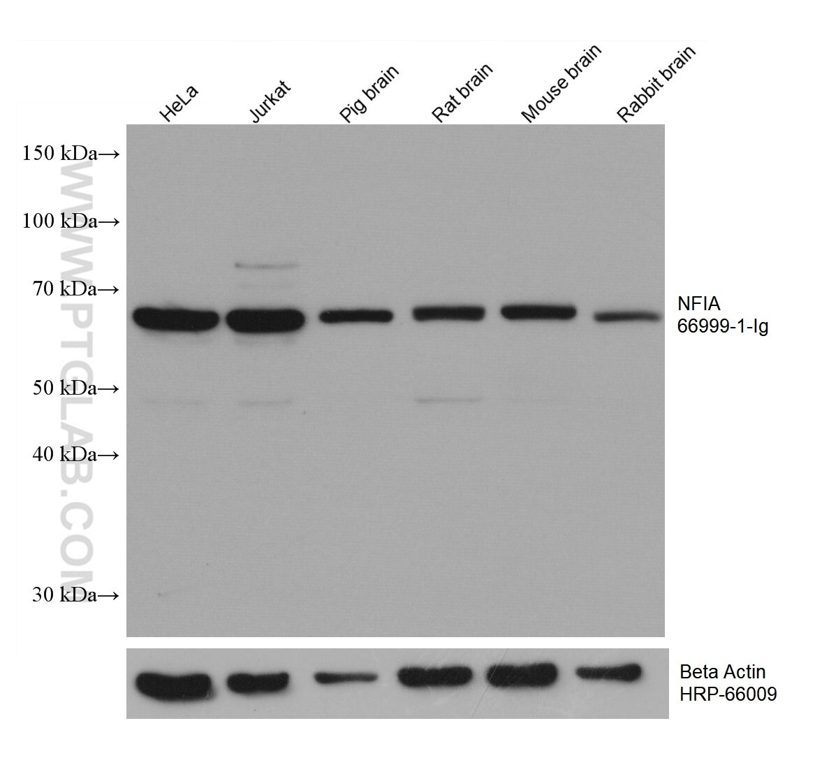 Western Blot (WB) analysis of various lysates using NFIA Monoclonal antibody (66999-1-Ig)