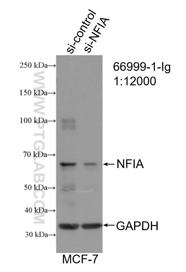 Western Blot (WB) analysis of MCF-7 cells using NFIA Monoclonal antibody (66999-1-Ig)