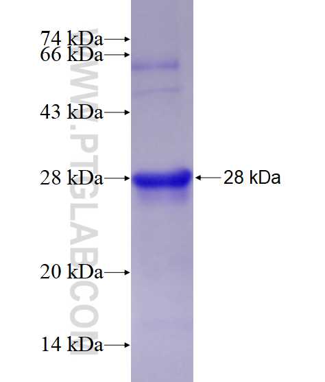NFIA fusion protein Ag17873 SDS-PAGE
