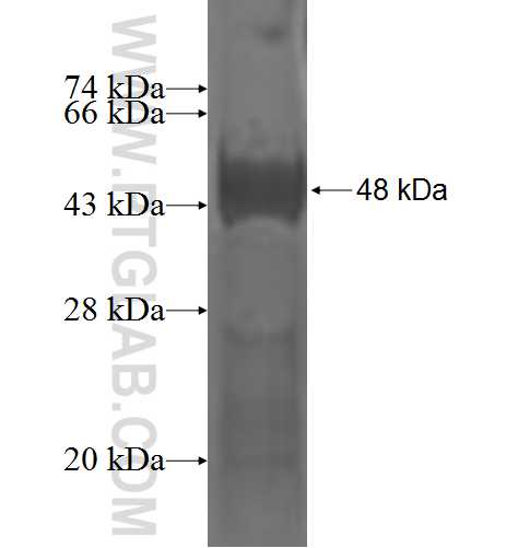 NFIA fusion protein Ag2346 SDS-PAGE