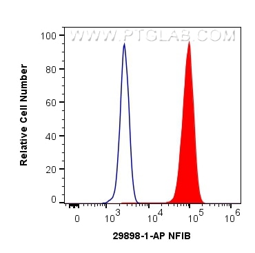 Flow cytometry (FC) experiment of HeLa cells using NFIB Polyclonal antibody (29898-1-AP)