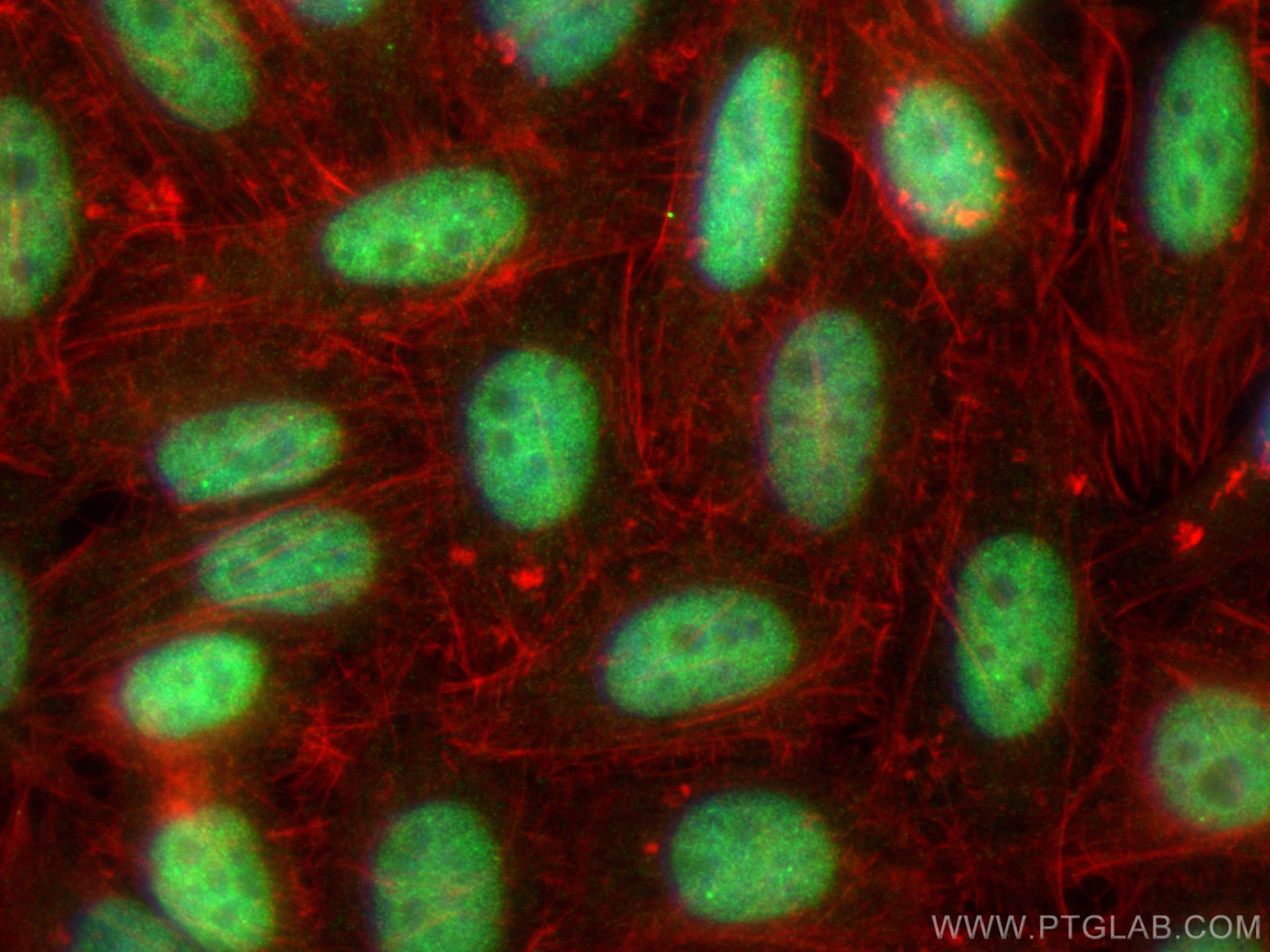 Immunofluorescence (IF) / fluorescent staining of HepG2 cells using NFIB Polyclonal antibody (29898-1-AP)