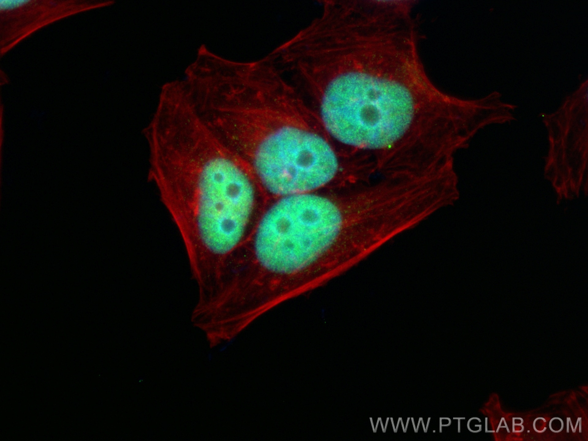 Immunofluorescence (IF) / fluorescent staining of HepG2 cells using NFIB Polyclonal antibody (29898-1-AP)