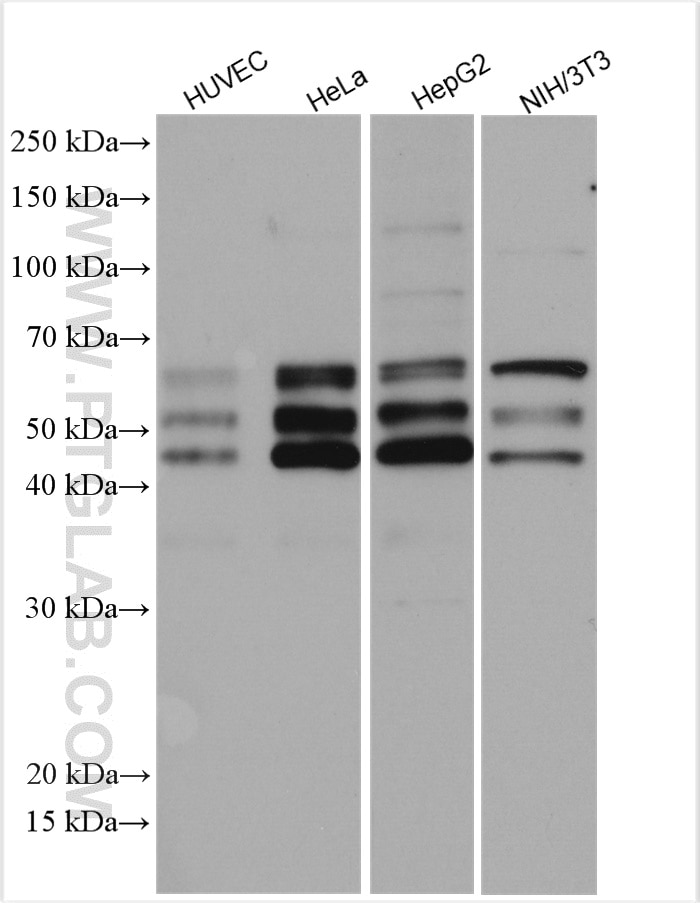 Western Blot (WB) analysis of various lysates using NFIB Polyclonal antibody (29898-1-AP)