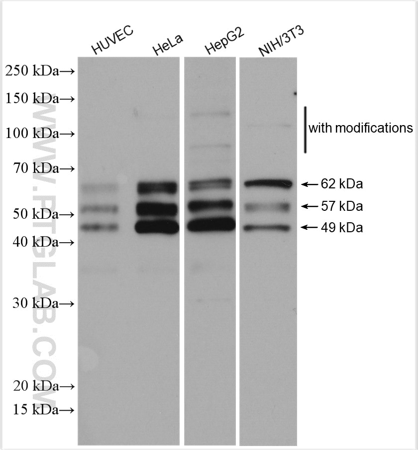 Western Blot (WB) analysis of various lysates using NFIB Polyclonal antibody (29898-1-AP)