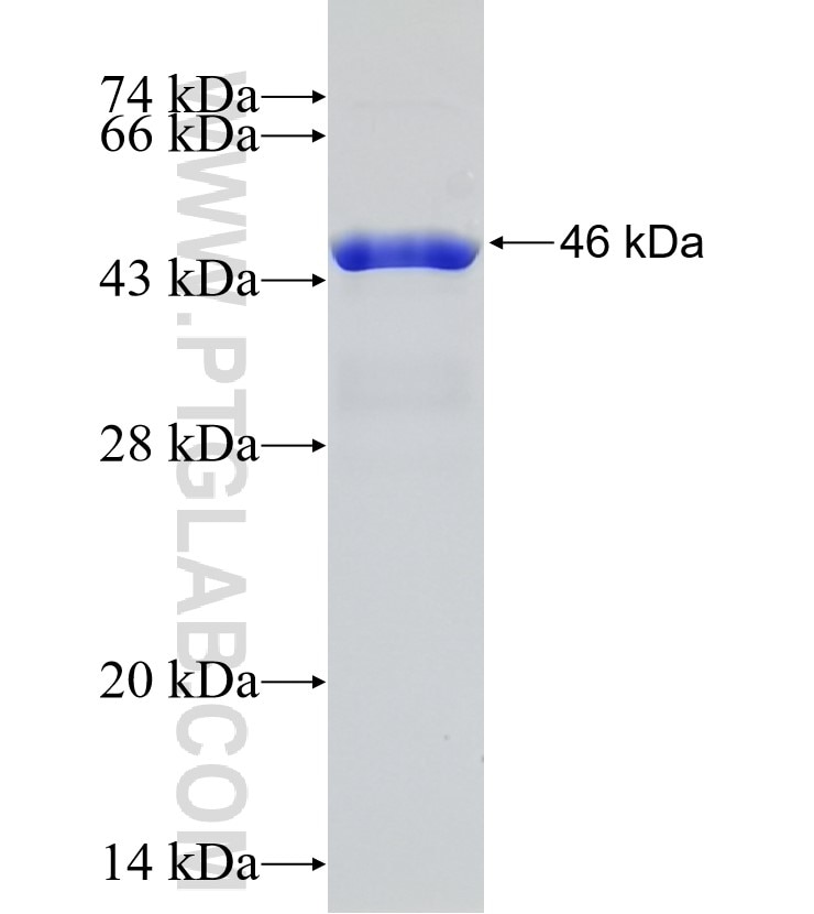 NFIB fusion protein Ag31946 SDS-PAGE