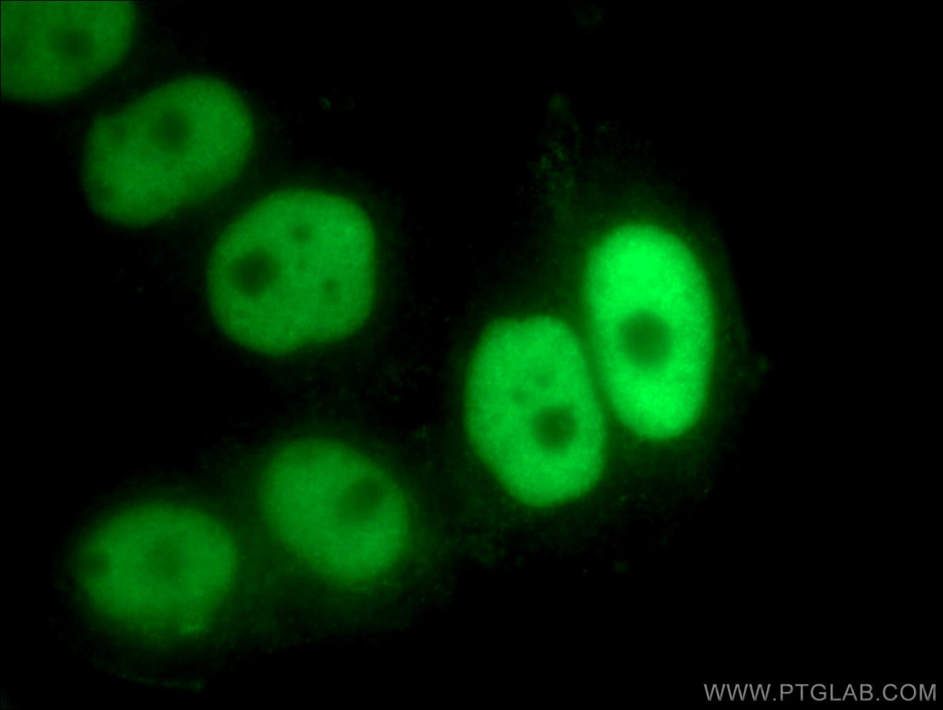Immunofluorescence (IF) / fluorescent staining of PC-3 cells using NFIC Polyclonal antibody (16399-1-AP)