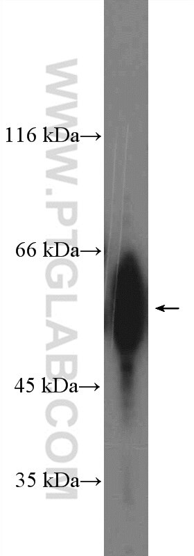 Western Blot (WB) analysis of PC-3 cells using NFIC Polyclonal antibody (16399-1-AP)