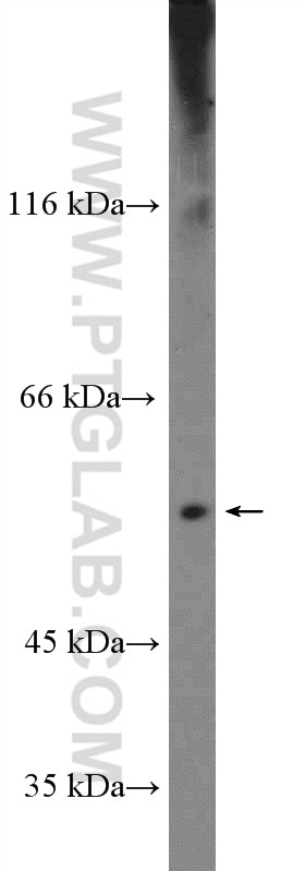 Western Blot (WB) analysis of mouse brain tissue using NFIC Polyclonal antibody (16399-1-AP)