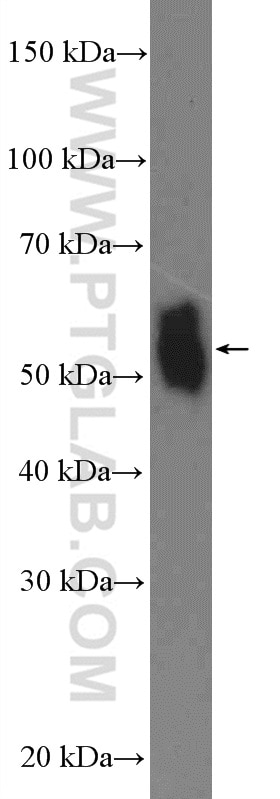 Western Blot (WB) analysis of PC-3 cells using NFIC Polyclonal antibody (16399-1-AP)