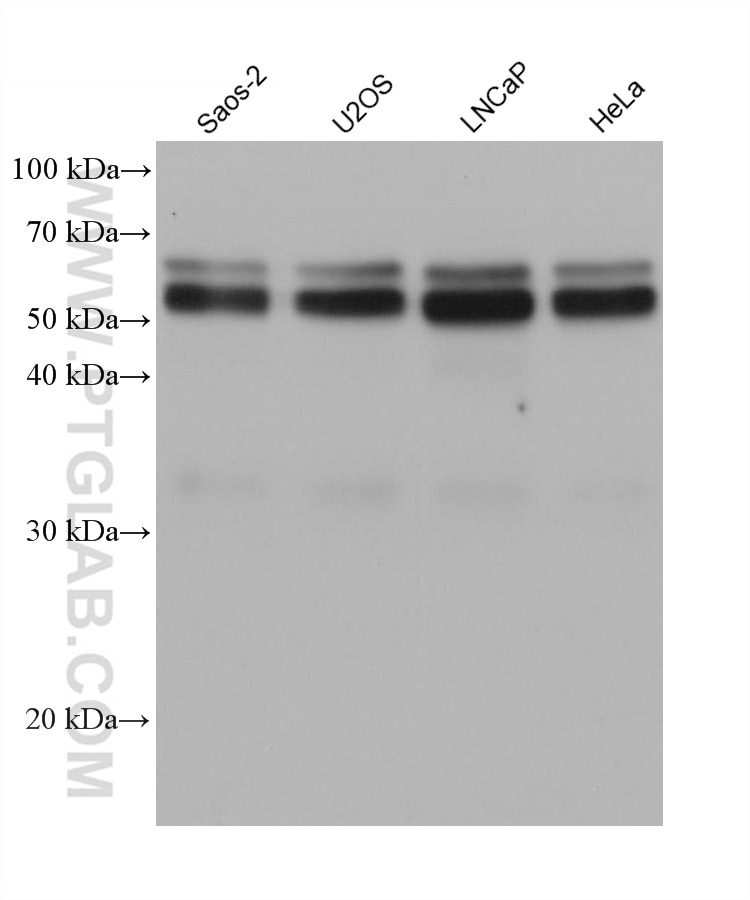Western Blot (WB) analysis of various lysates using NFIC Monoclonal antibody (68318-1-Ig)