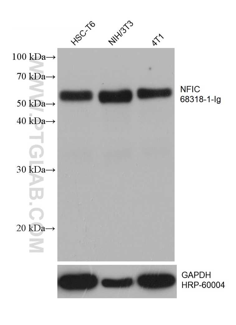 Western Blot (WB) analysis of various lysates using NFIC Monoclonal antibody (68318-1-Ig)