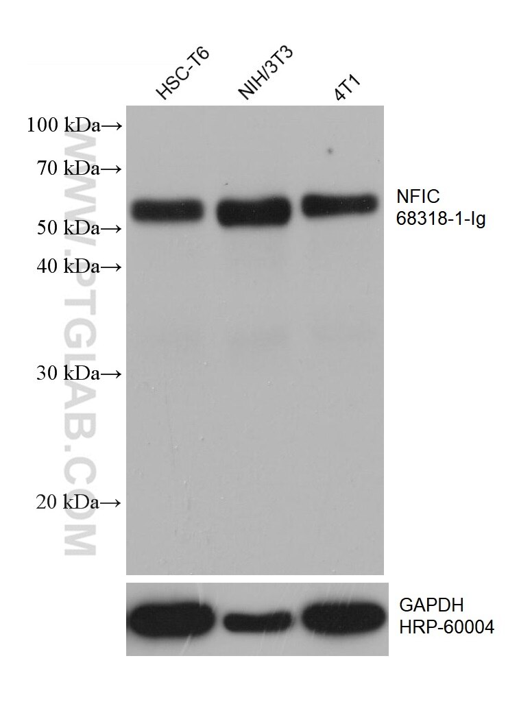 WB analysis using 68318-1-Ig