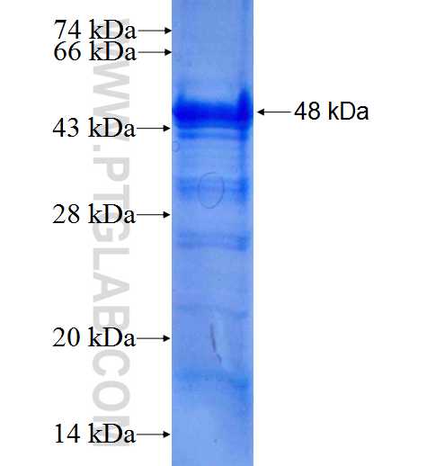 NFIC fusion protein Ag9472 SDS-PAGE