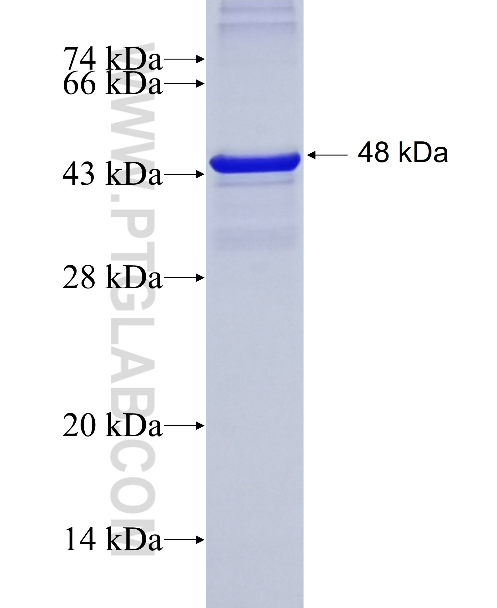 NFIC fusion protein Ag9472 SDS-PAGE