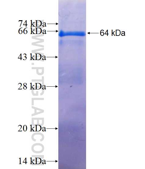 NFIC fusion protein Ag9494 SDS-PAGE