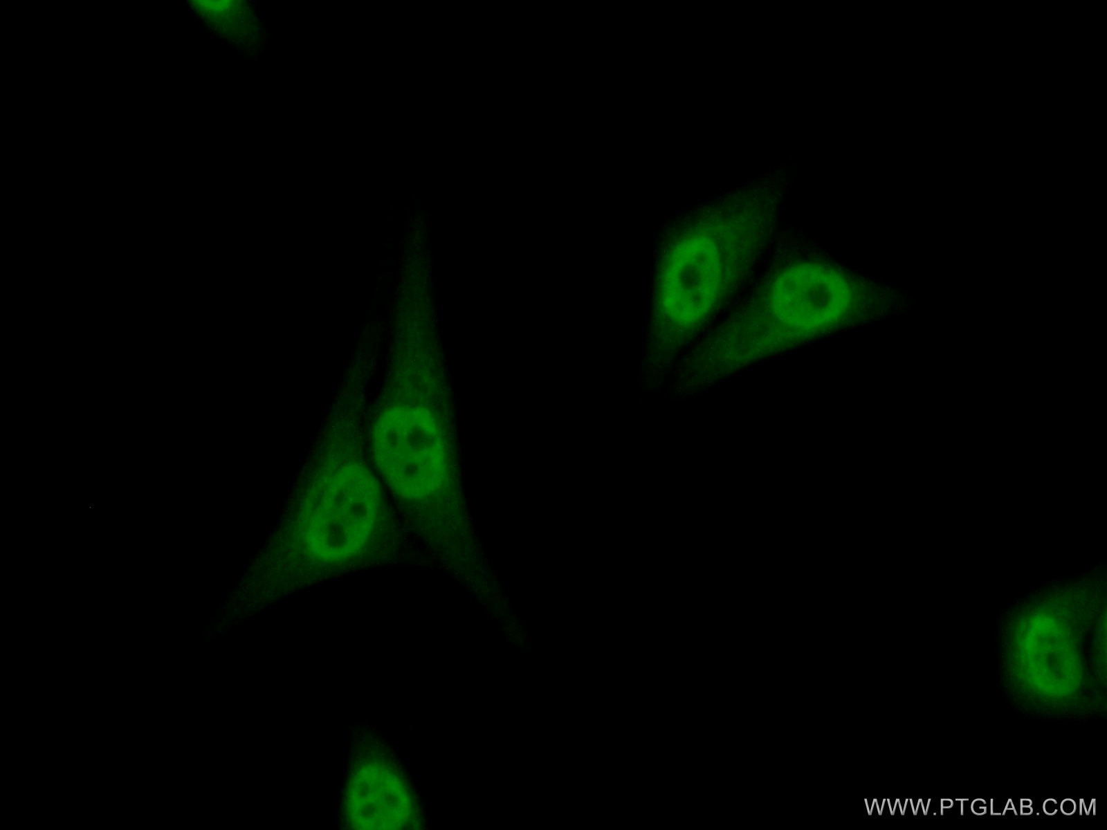 Immunofluorescence (IF) / fluorescent staining of HepG2 cells using NFIL3 Polyclonal antibody (11773-1-AP)