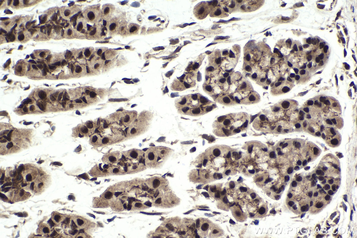 Immunohistochemistry (IHC) staining of mouse stomach tissue using NFIL3 Polyclonal antibody (11773-1-AP)