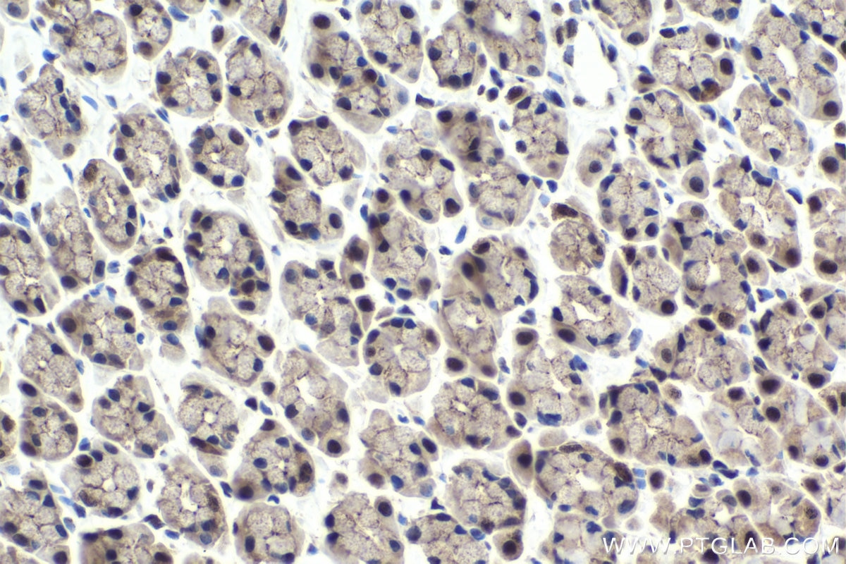 Immunohistochemistry (IHC) staining of rat stomach tissue using NFIL3 Polyclonal antibody (11773-1-AP)