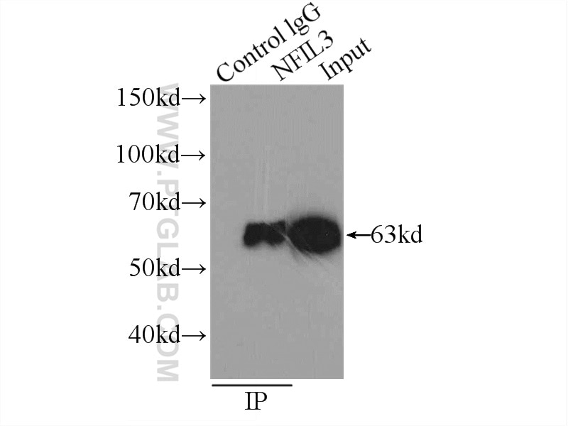 Immunoprecipitation (IP) experiment of HeLa cells using NFIL3 Polyclonal antibody (11773-1-AP)