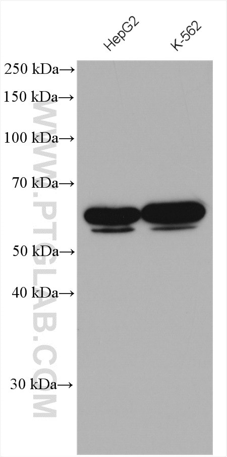 Western Blot (WB) analysis of various lysates using NFIL3 Polyclonal antibody (11773-1-AP)