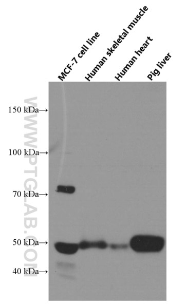 Western Blot (WB) analysis of human skeletal muscle tissue using NFIL3 Monoclonal antibody (66368-1-Ig)