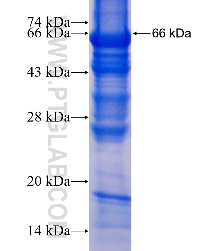 NFIL3 fusion protein Ag2380 SDS-PAGE