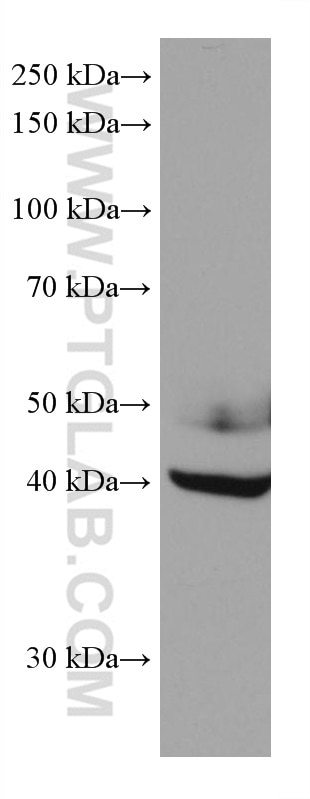 Western Blot (WB) analysis of A549 cells using NFIX Monoclonal antibody (67983-1-Ig)